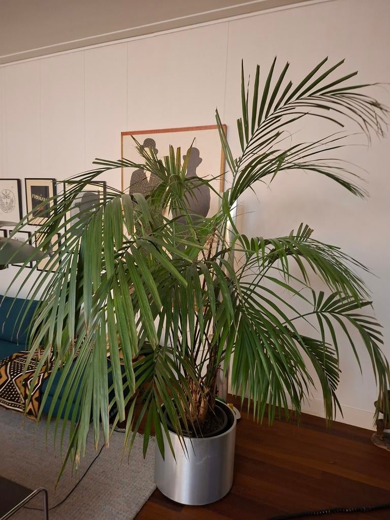 Grote Kentia palm - 2.20 meter hoog, 200 cm of meer, Palm, In pot, Groene kamerplant