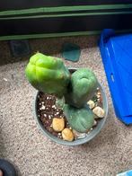 peniscactus, Overige soorten, Volle zon, Vaste plant, Ophalen of Verzenden