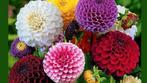 Dahlia pompon mix, Ophalen, Overige soorten, Volle zon