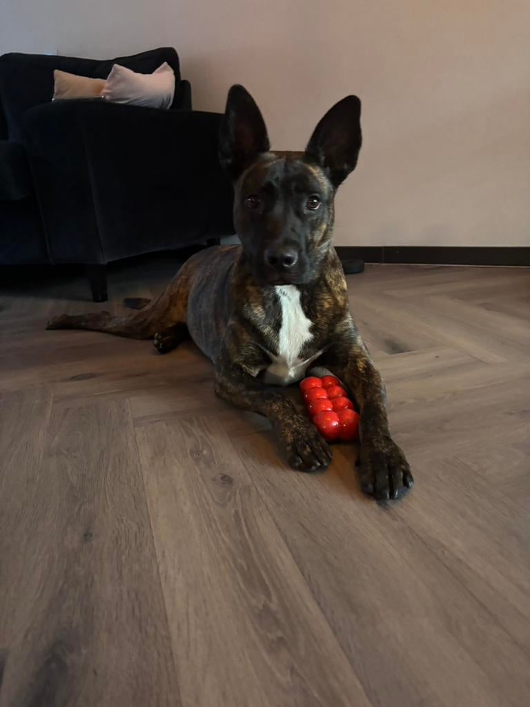 Lieve 2 jarige stafford x herder kruizing, Overige rassen, 1 tot 2 jaar, Teef, Eén hond