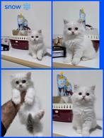 Britse katten   (2 maanden oud ), Kater, Ontwormd, 0 tot 2 jaar