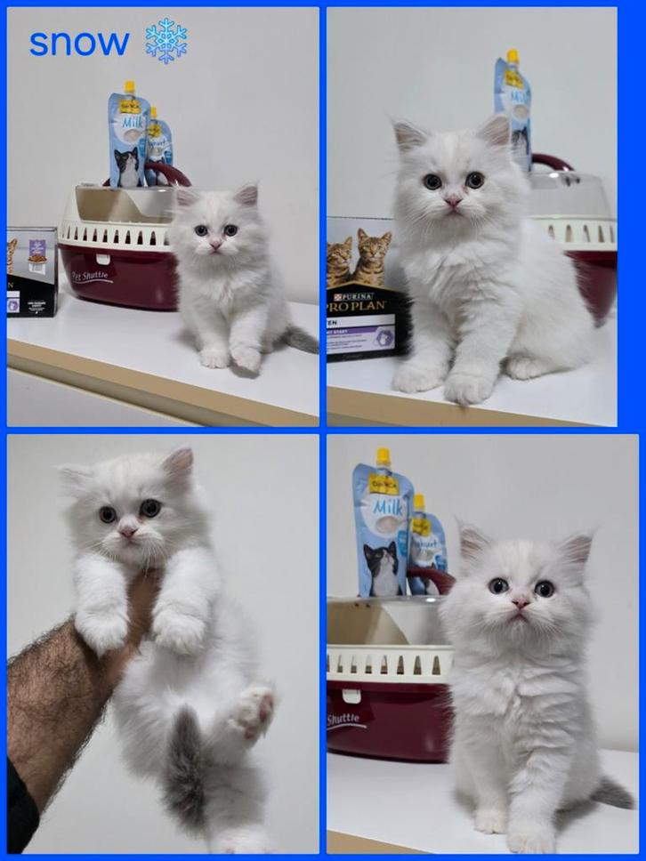 Britse katten   (2 maanden oud ), Dieren en Toebehoren, Katten en Kittens | Raskatten | Korthaar, Kater, 0 tot 2 jaar, Ontwormd