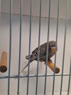 blackface melanistic grijs ef antraciet, Dieren en Toebehoren, Vogels | Parkieten en Papegaaien, Vrouwelijk, Papegaai, Geringd