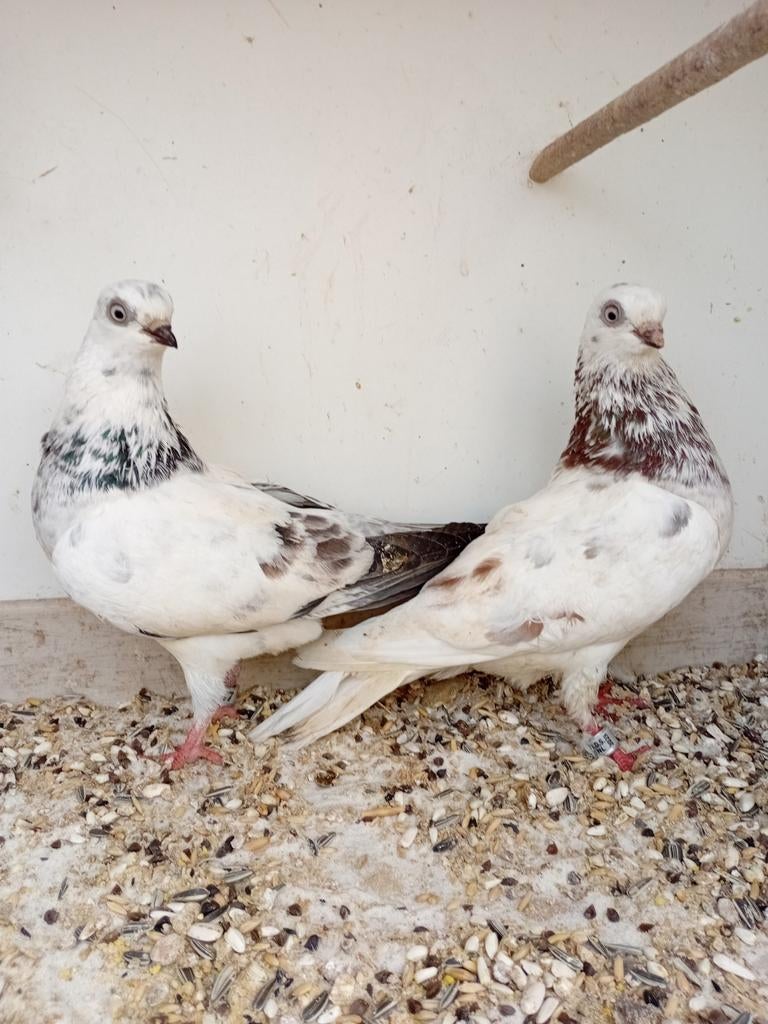 Tipler hoogvlieger duiven., Dieren en Toebehoren, Meerdere dieren, Postduif