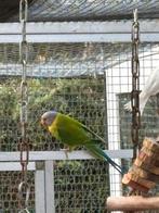 Koppel pruimkop, Dieren en Toebehoren, Vogels | Parkieten en Papegaaien, Meerdere dieren, Parkiet