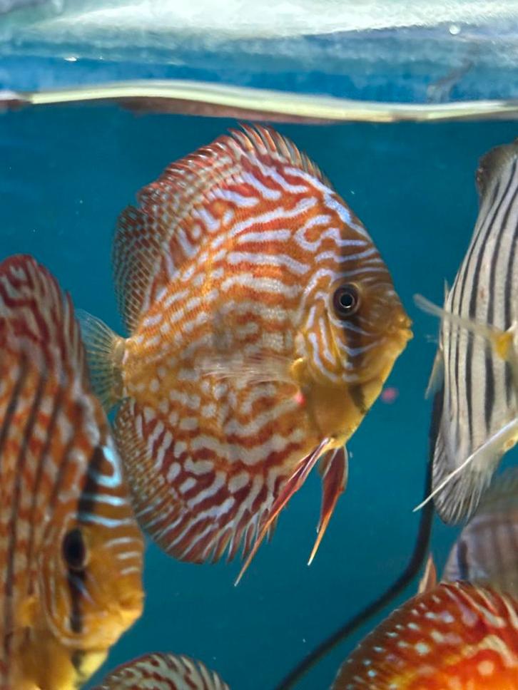 Discusvis rood turquoise, Dieren en Toebehoren, Vissen | Aquariumvissen, Zoetwatervis, Vis, Schoolvis