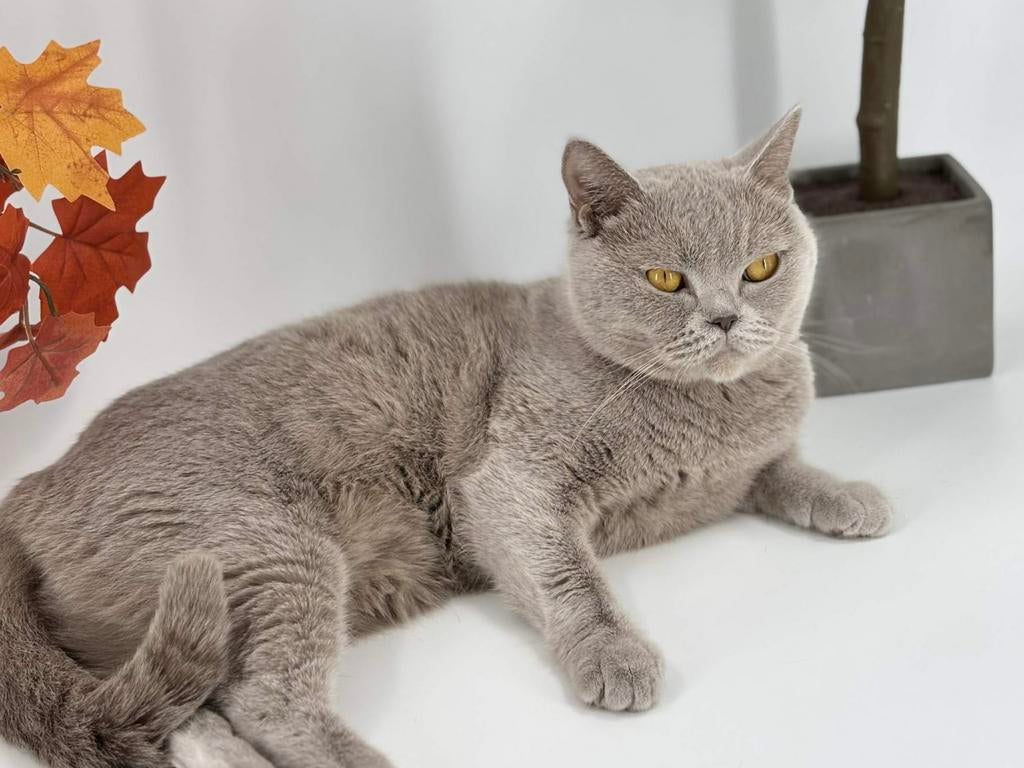 Brits Korthaar poes / Britse korthaar poes