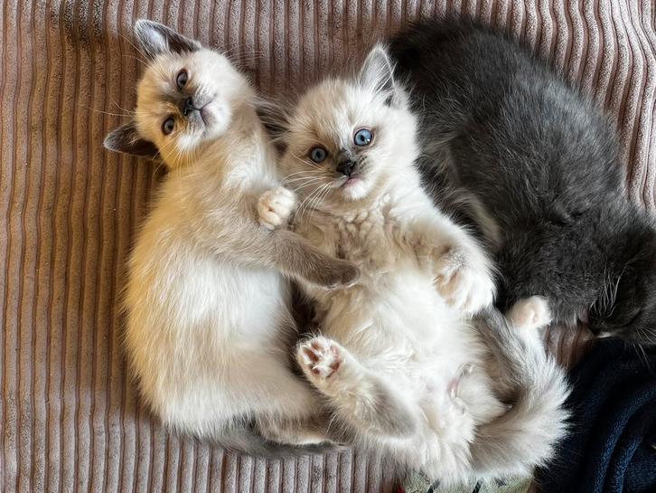 Kittens, 75% ragdoll, 25% blauwe rus, Dieren en Toebehoren, Katten en Kittens | Overige Katten, Meerdere dieren