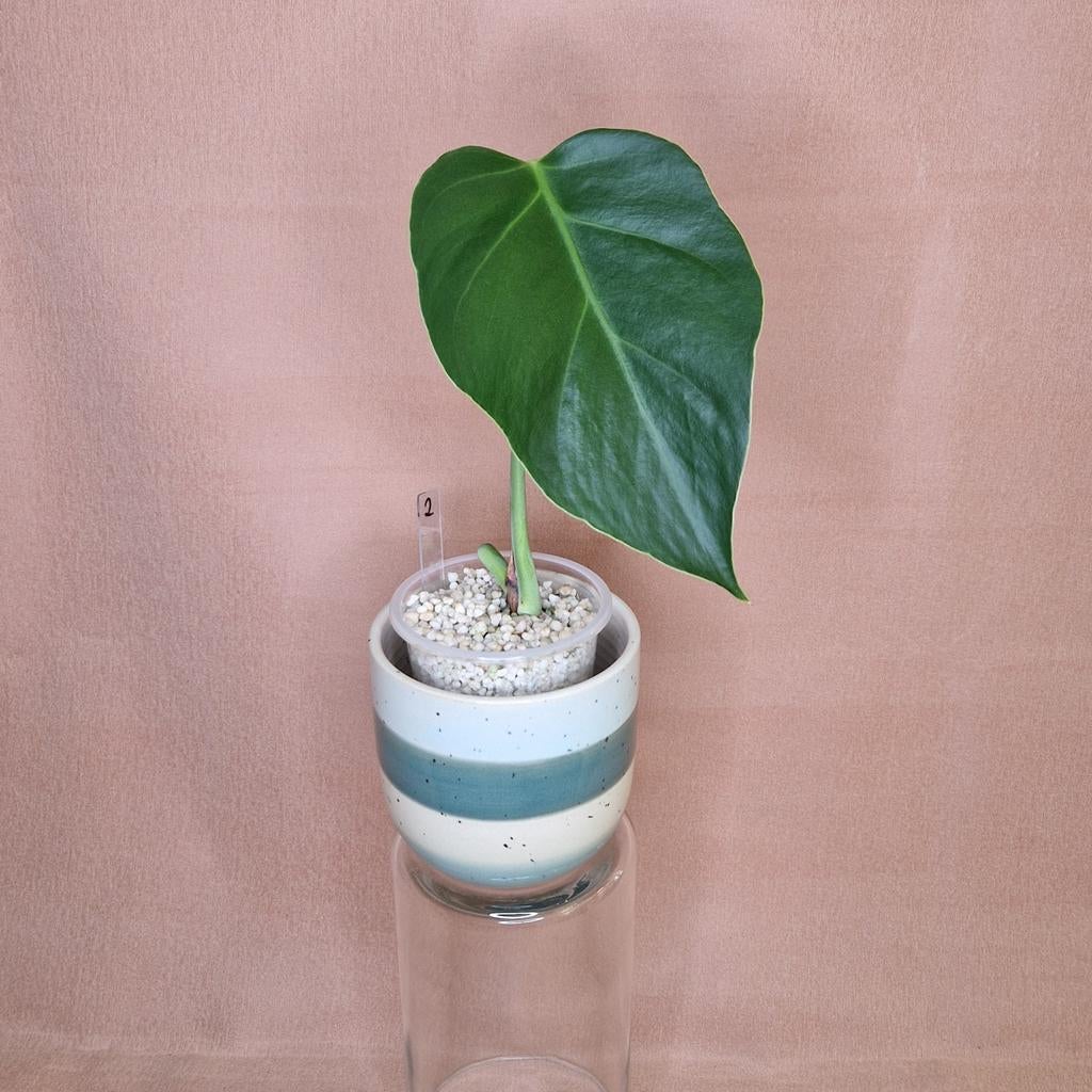 Monstera Sierrana 2, Overige soorten, Minder dan 100 cm, Groene kamerplant, Halfschaduw