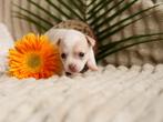 💕 Prachtig chihuahua teefje pup puppy mag nestje verlaten💕, 8 tot 15 weken, Teef, Parvo, Meerdere