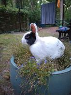 Frank en Sjarel zoeken nieuw vrij huisje., Dieren en Toebehoren, Konijnen, Mannelijk