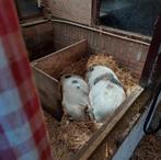 2 gottinger mini varkens