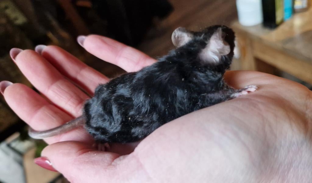 Texel muis kleurmuis rex krul VROUW texels rood/oranje zwart, Dieren en Toebehoren, Februari, Muis, Vrouwelijk, Tam