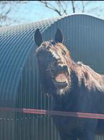 Lieve draver ruin Karaat, 9 jaar – weide- of coachpaard, Ruin, Recreatiepaard