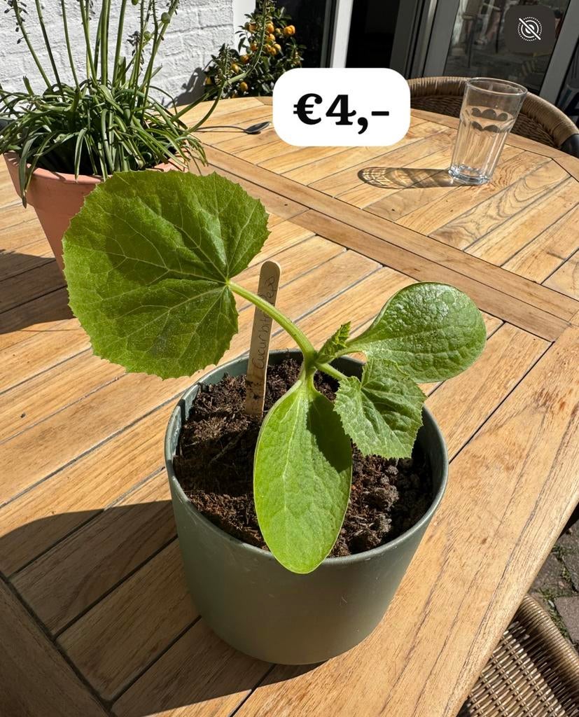 Kweekplanten prijs is per foto, Ophalen, Eenjarig, Groenteplanten, Volle zon