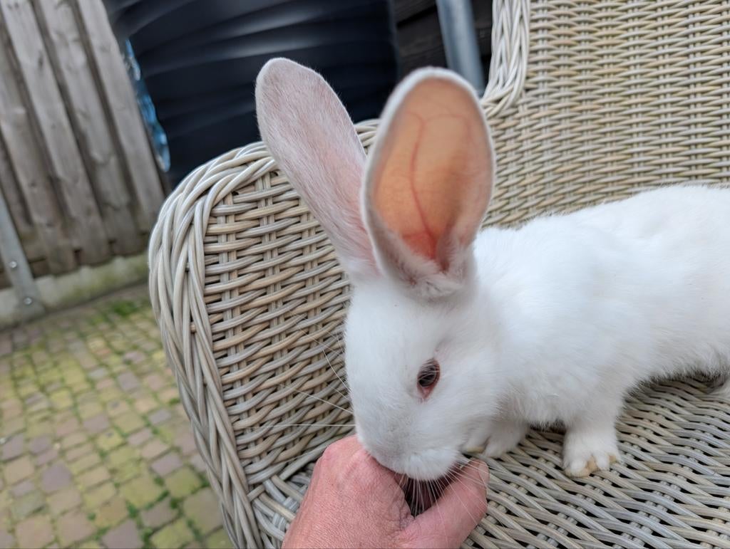 Blue eye witte reus. Unieke kans prachtig konijn!, Dieren en Toebehoren, Konijnen, Meerdere dieren, Groot