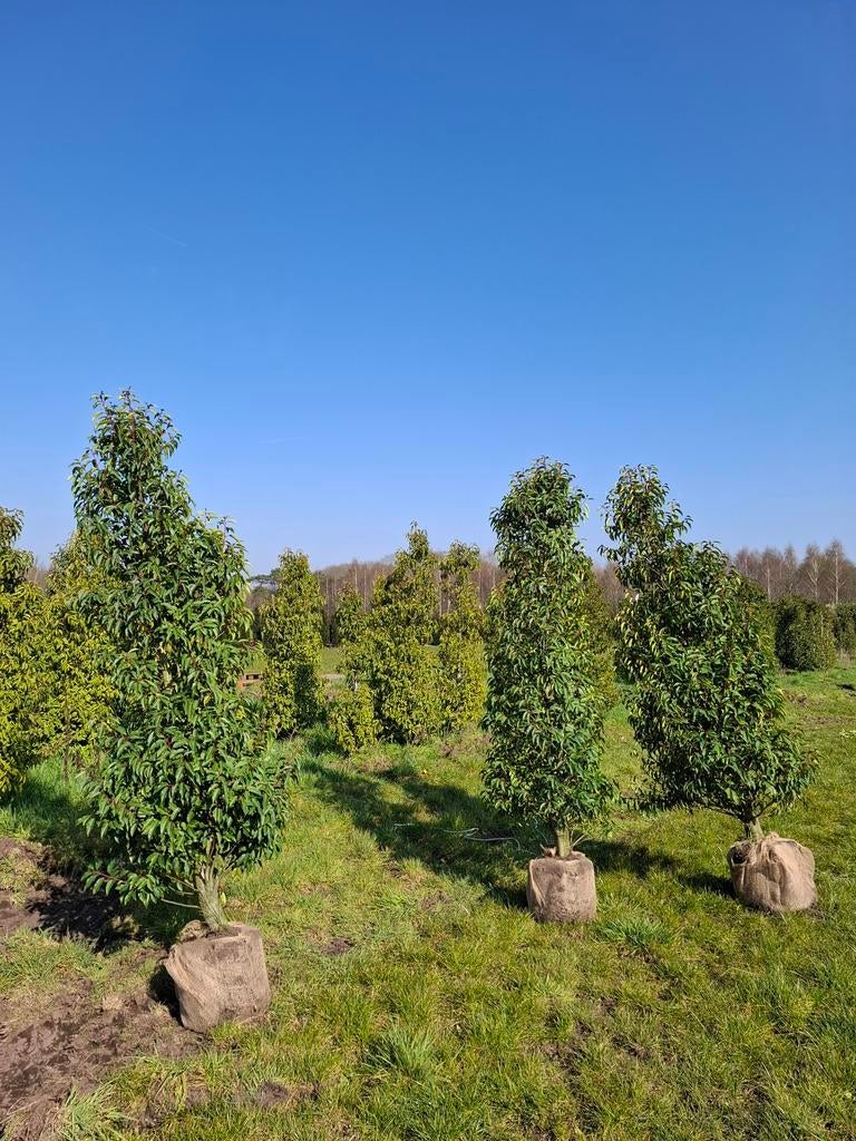 Grote Portugese laurier 200 cm tot 275 cm, Bloeit niet, Halfschaduw, 100 tot 250 cm, Overige soorten