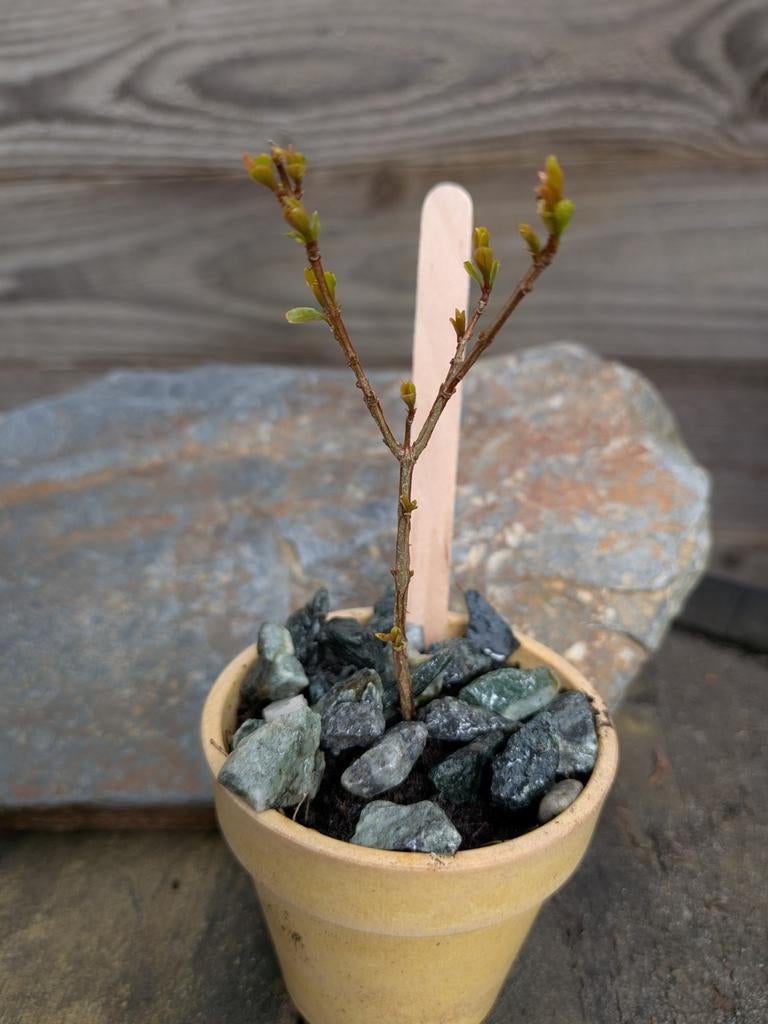 Bonsaistek, granaatappel. Punica Granatum., Ophalen, Overige soorten, Volle zon