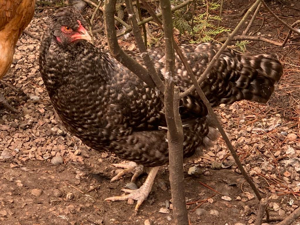 3 hennen, kleurlegger, kruising araucana/schijndelaar, Dieren en Toebehoren, Pluimvee, Vrouwelijk, Kip