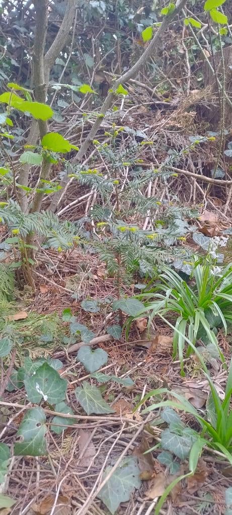 Taxus, Ophalen, Taxus, Minder dan 100 cm