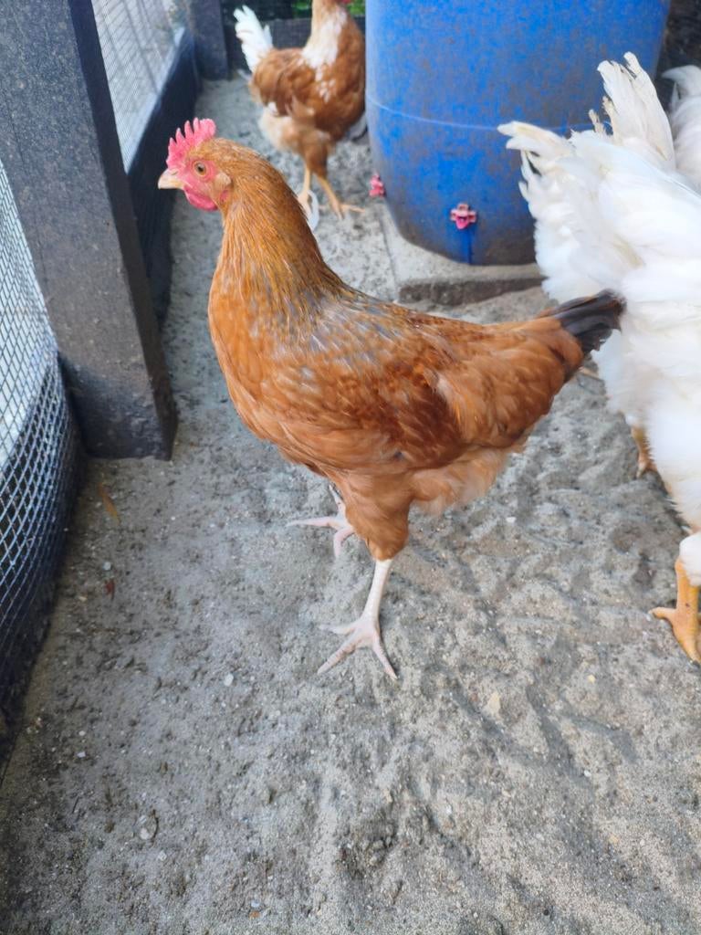 Hanen te koop, Dieren en Toebehoren, Pluimvee, Mannelijk, Kip