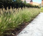 Siergras Pennisetum - Lampenpoetsersgras voor tuin, Tuin en Terras, Planten | Tuinplanten, Ophalen, Volle zon, Vaste plant, Siergrassen