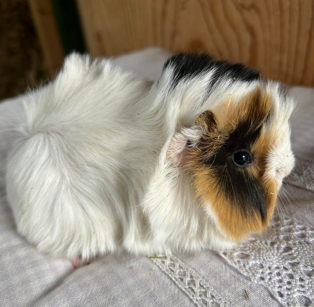 Jong cavia vrouwtje peruvian, Dieren en Toebehoren, Maart, Vrouwelijk, Cavia