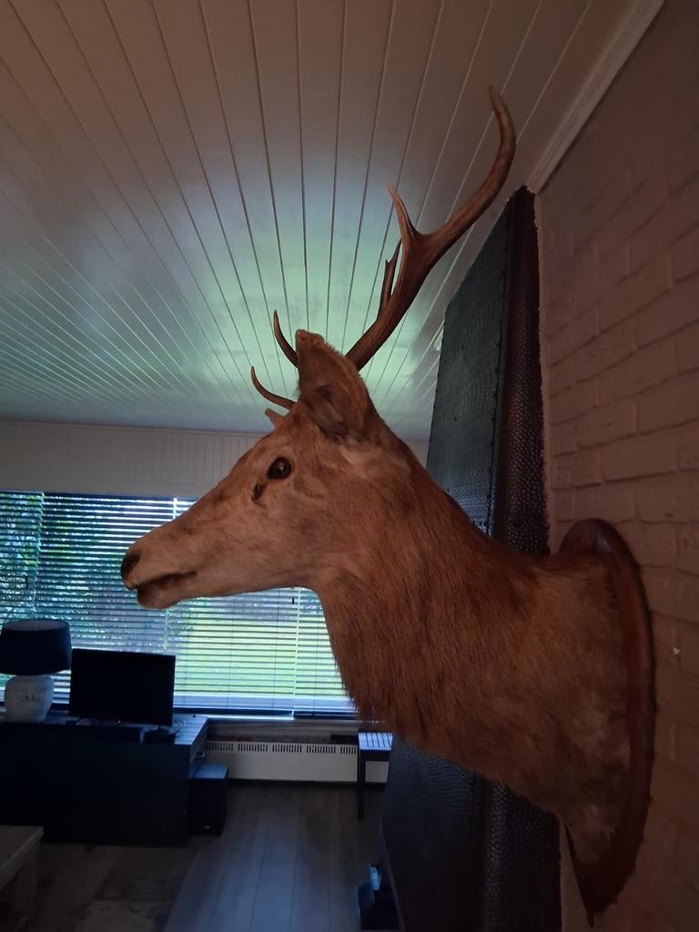 Opgezette hertenkop, Ophalen