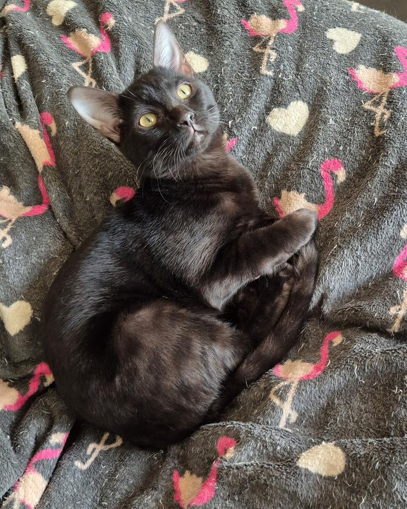 Bengaal katertje Melanistic zoekt gouden mandje, Dieren en Toebehoren, Katten en Kittens | Raskatten | Korthaar, Kater, Met stamboom