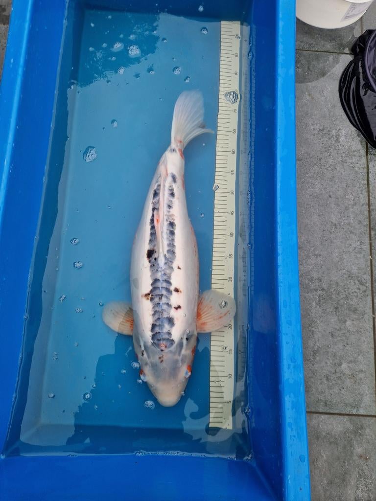 shusui koi karper, Dieren en Toebehoren, Karper of Koi