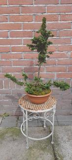 Bonsai Chamaecyparis nana gracilis, Bloeit niet, Halfschaduw, Minder dan 100 cm, Overige soorten
