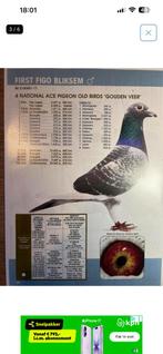 1 jong te reserveren, Meerdere dieren, Postduif