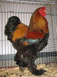 Hele Grote en Tamme Brahma haan!, Dieren en Toebehoren, Pluimvee, Kip, Mannelijk