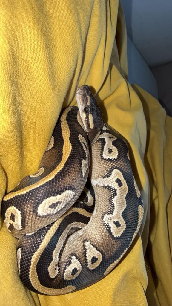 Jonge koningspython saar blackhead mojave x leopard Ball Python - male for sale from BJK