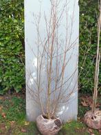 Cornus kousa chinensis, Tuin en Terras, Planten | Bomen, Ophalen, Halfschaduw, Overige soorten, Lente