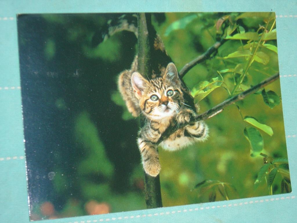 25) Kleuren ansichtkaart  Poes  in de boom, Ophalen of Verzenden, 1980 tot heden, Gelopen, Hond of Kat