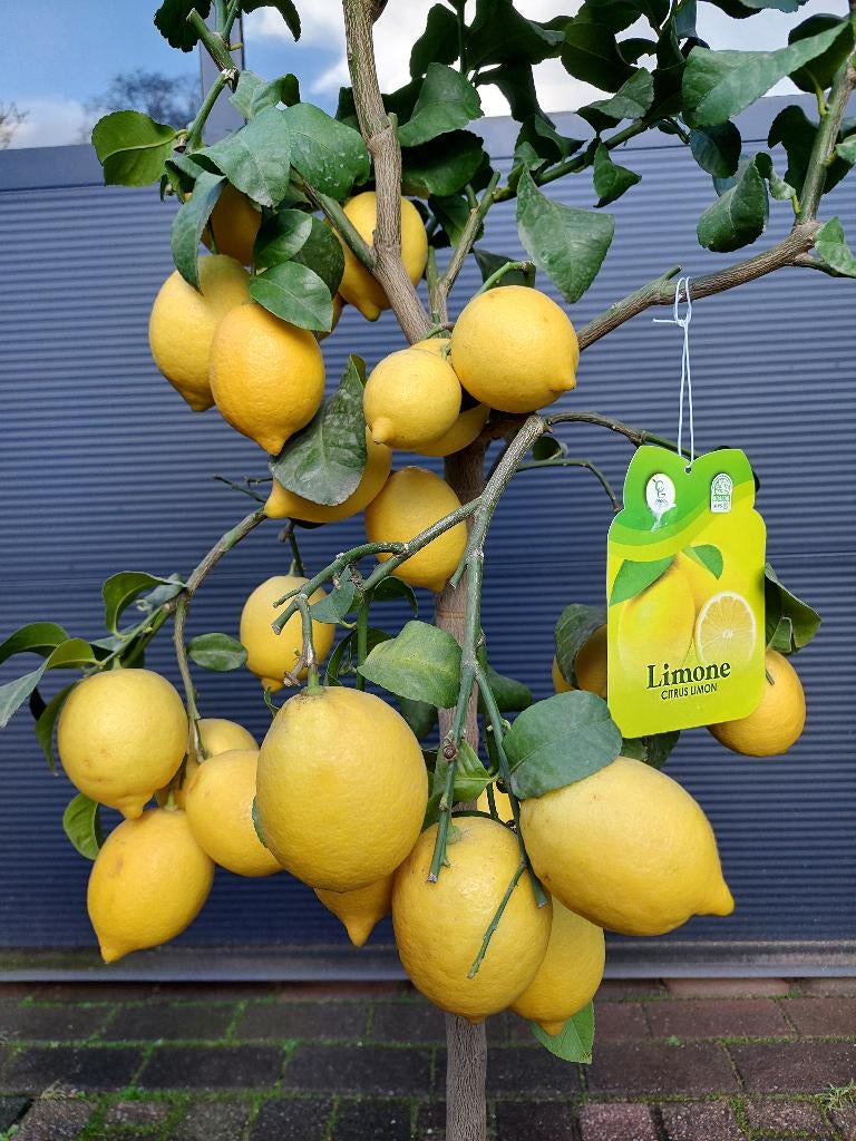 Citrus Paradisi / Pompelmo - Grapefruit / Pompelmoes H:170cm, Ophalen, Volle zon, Citroenboom, 100 tot 250 cm