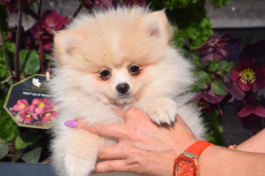 Pomeriaan,keeshond,dwergkees pup, Dieren en Toebehoren, Honden | Poolhonden, Keeshonden en Oertypen, Parvo, Keeshond, 15 weken tot 1 jaar