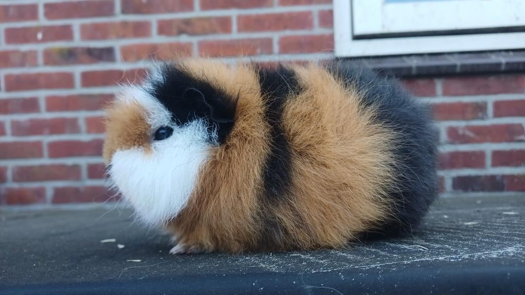 Jonge ch teddy zeug, Dieren en Toebehoren, Knaagdieren, Cavia, Vrouwelijk, Januari, Tam