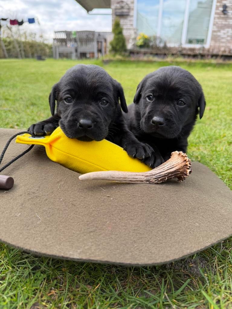 Labrador pups met stamboom, Parvo, 8 tot 15 weken, Labrador retriever, Meerdere