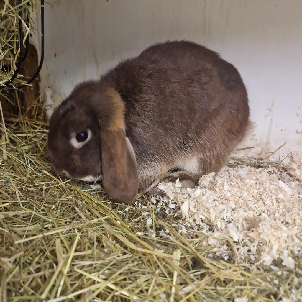 Choco otter ram nederlandse hangoor dwerg, Dieren en Toebehoren, Konijnen, Mannelijk, Dwerg, Hangoor