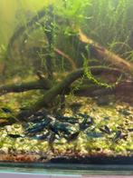 Blue Dream Neocaridina Garnalen, Dieren en Toebehoren, Kreeft, Krab of Garnaal, Zoetwatervis, Schoolvis