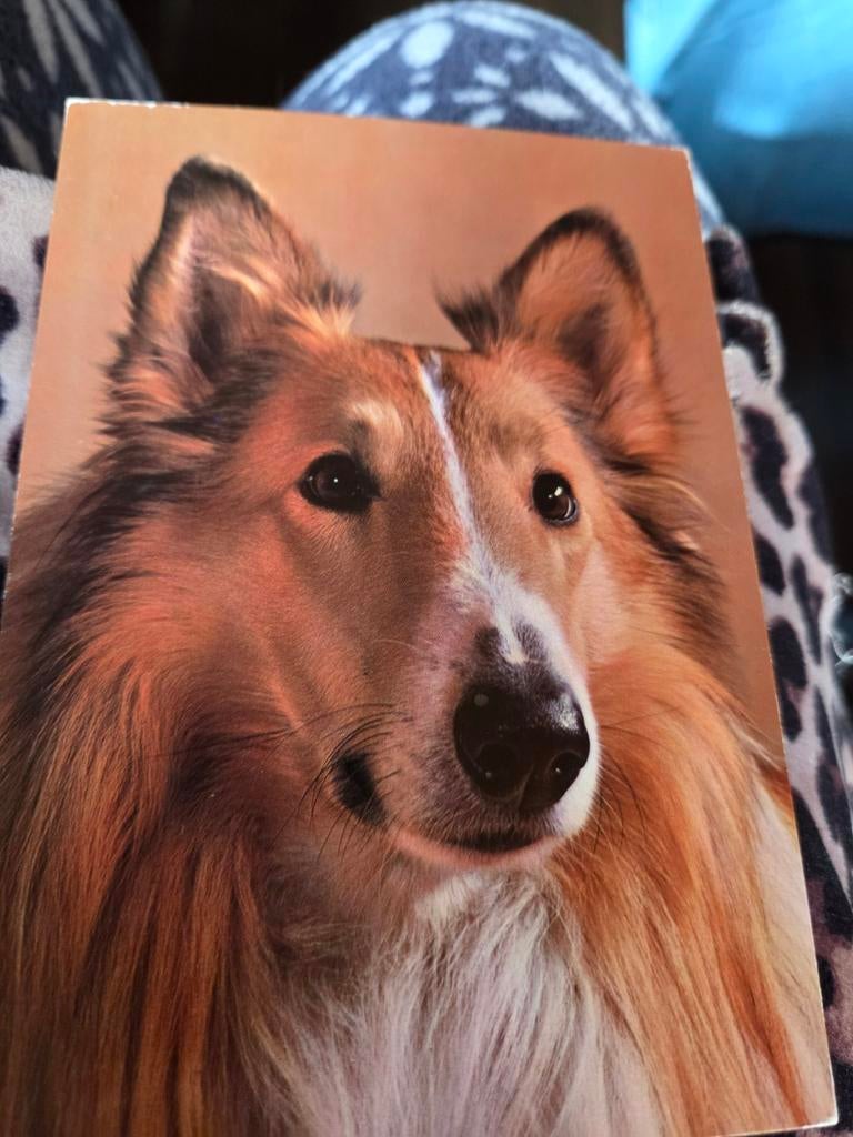 Vintage Collie Hond Ansichtkaart - Ongelopen, Ophalen of Verzenden, 1960 tot 1980, Ongelopen, Hond of Kat