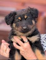 Boheemse herder pups (Chodsky Pes) 8 wkn, Dieren en Toebehoren, Parvo, Nederland, 8 tot 15 weken, Meerdere