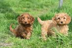 Prachtige Cockapoo pups, Poedel, Parvo, Nederland, 8 tot 15 weken