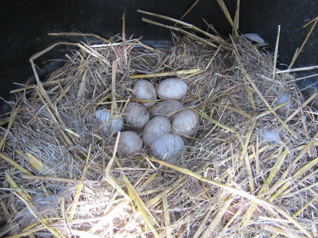 broedeieren Saksische loopeend, Dieren en Toebehoren, Pluimvee, Geslacht onbekend, Eend