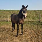 Leaser gezocht, Dieren en Toebehoren