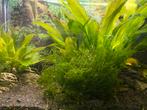 Javamos, java mos, aquarium mos, Dieren en Toebehoren, Vissen | Aquaria en Toebehoren, Ophalen, Nieuw, Plant(en), Steen of Hout