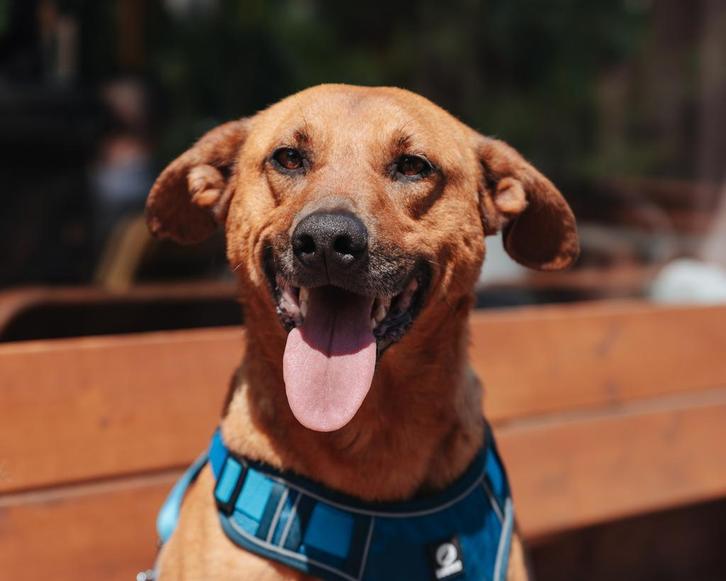 Max zoekt een thuis, Dieren en Toebehoren, Honden | Niet-rashonden, Middel, Reu, Particulier, Eén hond, Buitenland, 3 tot 5 jaar
