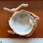 Schelp begroeid met kalkkokerworm, Ophalen of Verzenden, Schelp(en)